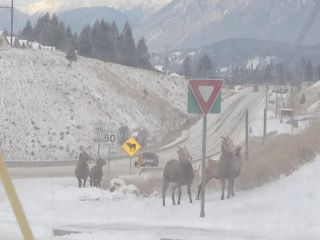 mountainsheep